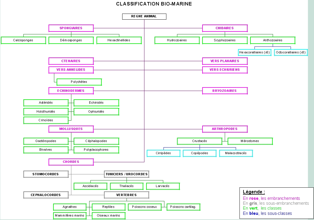 Classification bio-marine