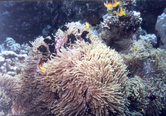 anemone et poissons clowns