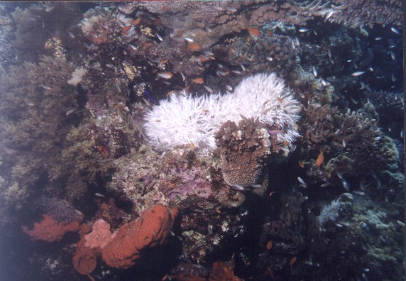 corail autruche