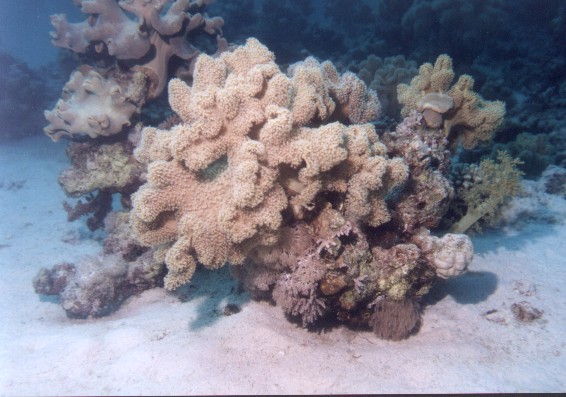 coraux mous