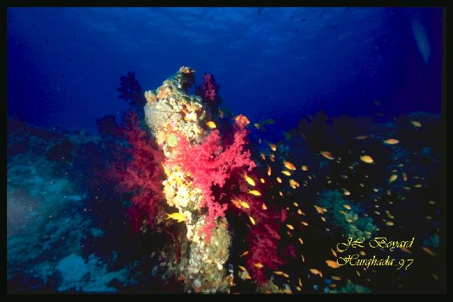 Coraux moux  Careless Reef. Hurghada 97