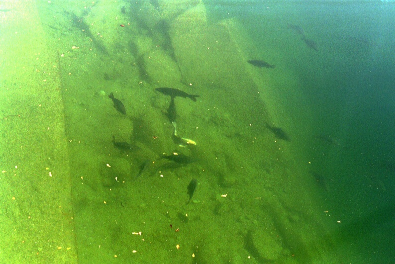 Les poissons du lac de Bcon les Granits